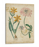 Repertorio Botánico I - Vision Studio | Cuadro decorativo de Canvas Lab