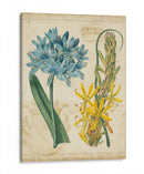 Repertorio Botánico Ii - Vision Studio | Cuadro decorativo de Canvas Lab