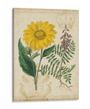 Repertorio Botánico Iii - Vision Studio | Cuadro decorativo de Canvas Lab