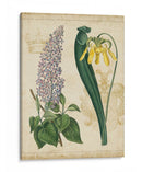 Repertorio Botánico Iv - Vision Studio | Cuadro decorativo de Canvas Lab