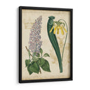 Repertorio Botánico Iv - Vision Studio | Cuadro decorativo de Canvas Lab