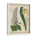 Repertorio Botánico Iv - Vision Studio | Cuadro decorativo de Canvas Lab