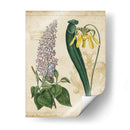 Repertorio Botánico Iv - Vision Studio | Cuadro decorativo de Canvas Lab