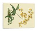 Estudio De Orquídea Antigua I - Sydenham Edwards | Cuadro decorativo de Canvas Lab