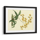 Estudio De Orquídea Antigua I - Sydenham Edwards | Cuadro decorativo de Canvas Lab