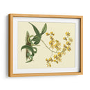 Estudio De Orquídea Antigua I - Sydenham Edwards | Cuadro decorativo de Canvas Lab