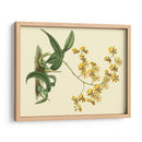 Estudio De Orquídea Antigua I - Sydenham Edwards | Cuadro decorativo de Canvas Lab