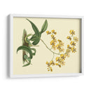 Estudio De Orquídea Antigua I - Sydenham Edwards | Cuadro decorativo de Canvas Lab