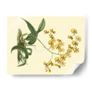 Estudio De Orquídea Antigua I - Sydenham Edwards | Cuadro decorativo de Canvas Lab