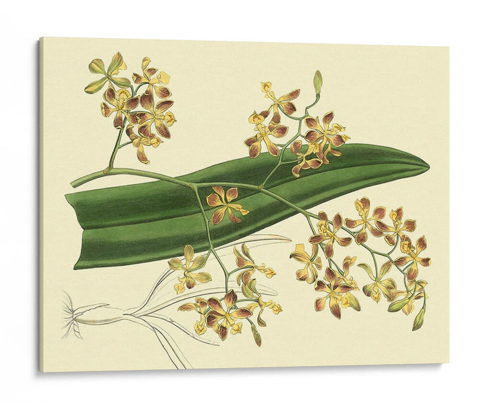 Estudio De Orquídea Antigua Ii - Sydenham Edwards | Cuadro decorativo de Canvas Lab