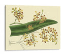 Estudio De Orquídea Antigua Ii - Sydenham Edwards | Cuadro decorativo de Canvas Lab