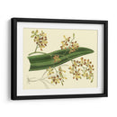 Estudio De Orquídea Antigua Ii - Sydenham Edwards | Cuadro decorativo de Canvas Lab