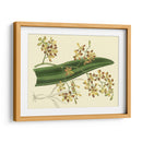 Estudio De Orquídea Antigua Ii - Sydenham Edwards | Cuadro decorativo de Canvas Lab