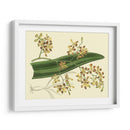 Estudio De Orquídea Antigua Ii - Sydenham Edwards | Cuadro decorativo de Canvas Lab