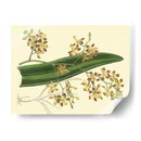 Estudio De Orquídea Antigua Ii - Sydenham Edwards | Cuadro decorativo de Canvas Lab