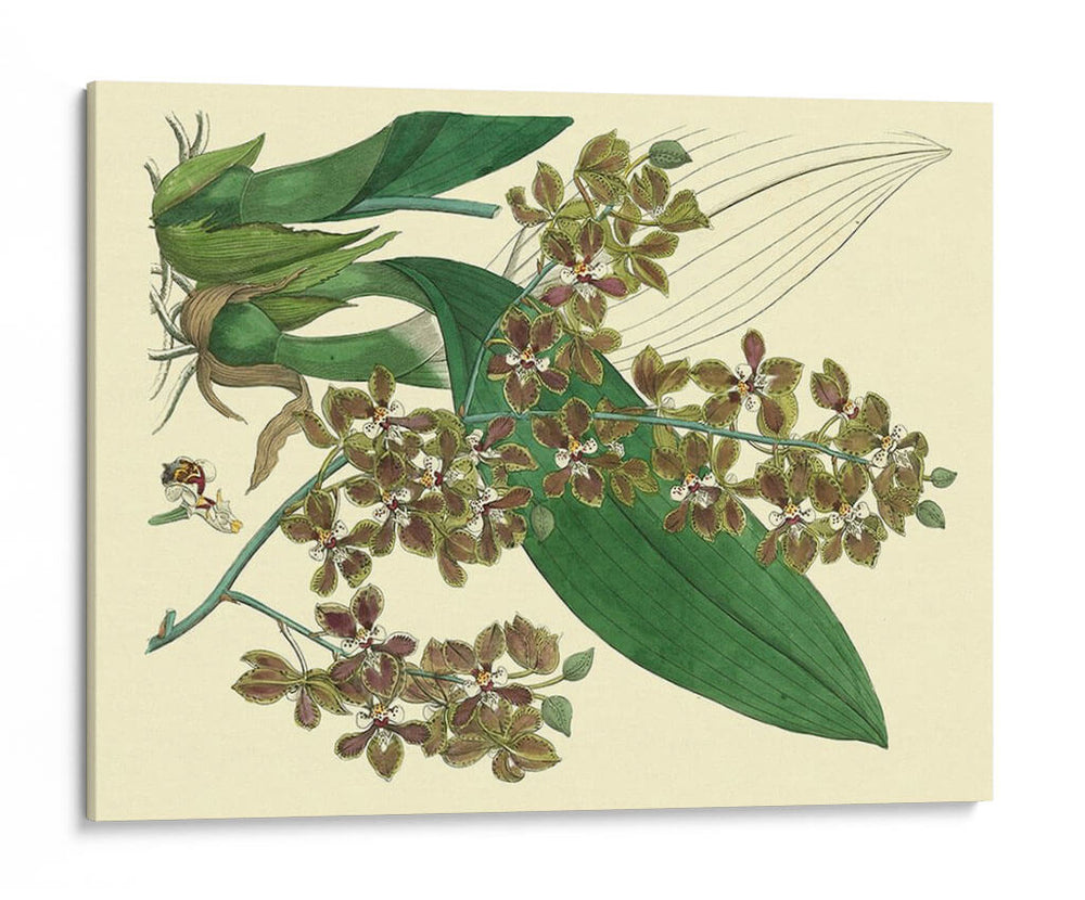 Estudio De Orquídea Antigua Iii - Sydenham Edwards | Cuadro decorativo de Canvas Lab