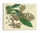 Estudio De Orquídea Antigua Iii - Sydenham Edwards | Cuadro decorativo de Canvas Lab