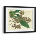 Estudio De Orquídea Antigua Iii - Sydenham Edwards | Cuadro decorativo de Canvas Lab