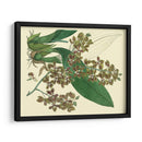 Estudio De Orquídea Antigua Iii - Sydenham Edwards | Cuadro decorativo de Canvas Lab