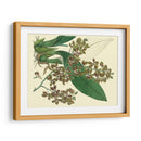 Estudio De Orquídea Antigua Iii - Sydenham Edwards | Cuadro decorativo de Canvas Lab