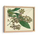 Estudio De Orquídea Antigua Iii - Sydenham Edwards | Cuadro decorativo de Canvas Lab