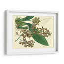 Estudio De Orquídea Antigua Iii - Sydenham Edwards | Cuadro decorativo de Canvas Lab