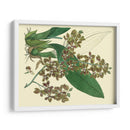 Estudio De Orquídea Antigua Iii - Sydenham Edwards | Cuadro decorativo de Canvas Lab