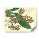 Estudio De Orquídea Antigua Iii - Sydenham Edwards | Cuadro decorativo de Canvas Lab