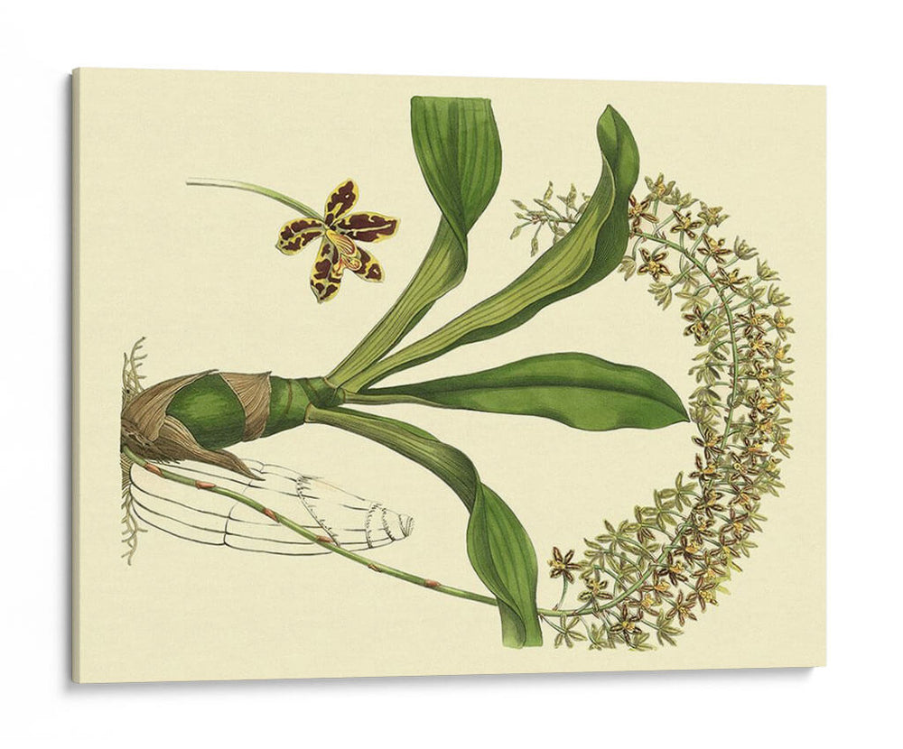 Estudio De Orquídea Antigua Iv - Sydenham Edwards | Cuadro decorativo de Canvas Lab