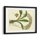 Estudio De Orquídea Antigua Iv - Sydenham Edwards | Cuadro decorativo de Canvas Lab