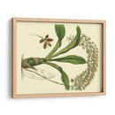 Estudio De Orquídea Antigua Iv - Sydenham Edwards | Cuadro decorativo de Canvas Lab