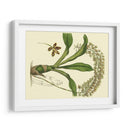 Estudio De Orquídea Antigua Iv - Sydenham Edwards | Cuadro decorativo de Canvas Lab
