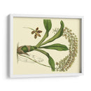 Estudio De Orquídea Antigua Iv - Sydenham Edwards | Cuadro decorativo de Canvas Lab