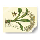 Estudio De Orquídea Antigua Iv - Sydenham Edwards | Cuadro decorativo de Canvas Lab