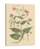 Rubor Rosa Floral Vii - John Miller | Cuadro decorativo de Canvas Lab