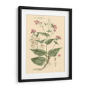 Rubor Rosa Floral Vii - John Miller | Cuadro decorativo de Canvas Lab