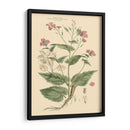 Rubor Rosa Floral Vii - John Miller | Cuadro decorativo de Canvas Lab