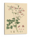 Rubor Rosa Floral Ix - John Miller | Cuadro decorativo de Canvas Lab