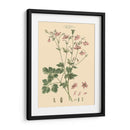 Rubor Rosa Floral Ix - John Miller | Cuadro decorativo de Canvas Lab