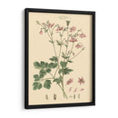 Rubor Rosa Floral Ix - John Miller | Cuadro decorativo de Canvas Lab