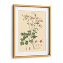 Rubor Rosa Floral Ix - John Miller | Cuadro decorativo de Canvas Lab