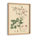 Rubor Rosa Floral Ix - John Miller | Cuadro decorativo de Canvas Lab