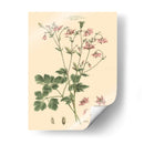 Rubor Rosa Floral Ix - John Miller | Cuadro decorativo de Canvas Lab