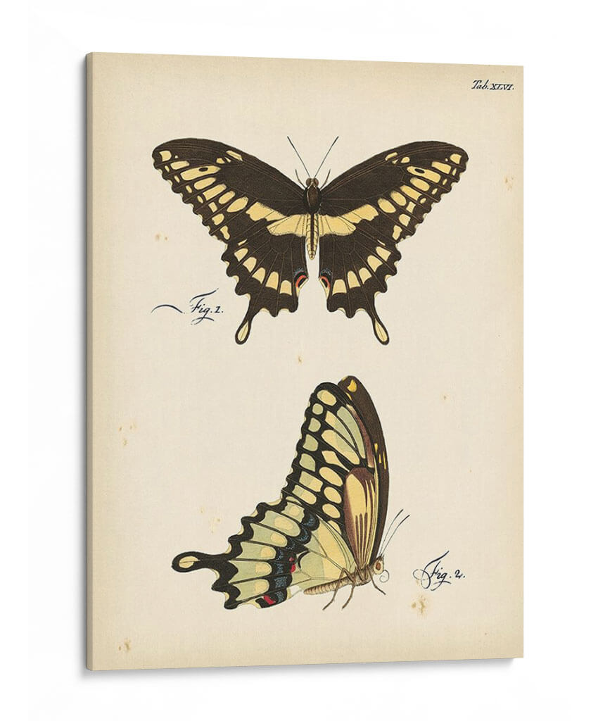 Perfil De Mariposa I - Vision Studio | Cuadro decorativo de Canvas Lab