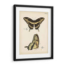 Perfil De Mariposa I - Vision Studio | Cuadro decorativo de Canvas Lab