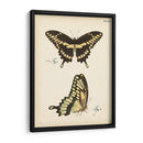 Perfil De Mariposa I - Vision Studio | Cuadro decorativo de Canvas Lab