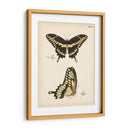 Perfil De Mariposa I - Vision Studio | Cuadro decorativo de Canvas Lab