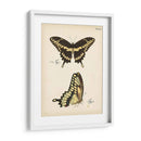 Perfil De Mariposa I - Vision Studio | Cuadro decorativo de Canvas Lab