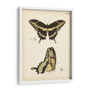 Perfil De Mariposa I - Vision Studio | Cuadro decorativo de Canvas Lab