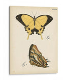 Perfil De Mariposa Ii - Vision Studio | Cuadro decorativo de Canvas Lab